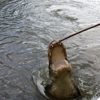 Cajun Encounters Swamp Tours gallery