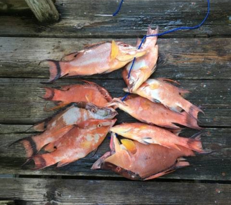 Dolphin Deep Sea Fishing - Tarpon Springs, FL. November 2016