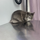 Classy Claws Grooming - Pet Grooming