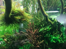 Aqua Forest Aquarium