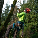 General Tree Service - Arborists