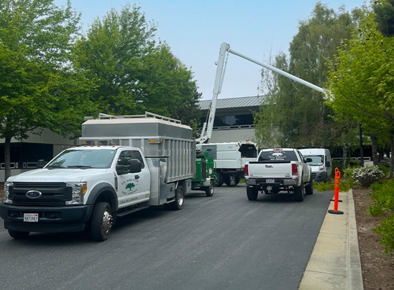 La Sirenita Tree Service