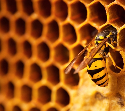 AM Pest Solutions. Wasp Removal