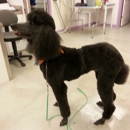 Adorable Dog Grooming - Pet Grooming