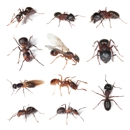 A2Z Pest Control - Pest Control Services