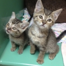 Savanna Animal Hospital, Inc - Patricia Ries DVM - Veterinarians