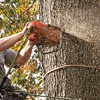 Potanovic & Sons Professional Tree Care gallery