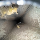 Totally Clean Services - Carpet & Rug Cleaners