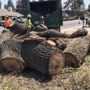 Sequoias Tree Service - Tree Service