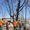 SavATree - Tree Service & Lawn Care gallery