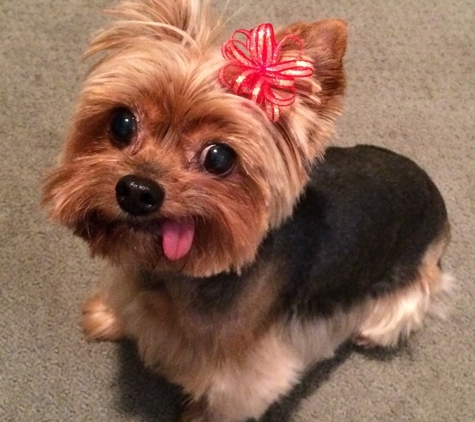 Good Dog! Private Pet Grooming - New York, NY. Chloe the yorkie having a little photo shoot after grooming.