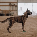 Blackwood Canine - Dog Training