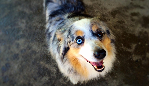 The Dog Resort - Seattle, WA. Doggy Day Care, Seattle, WA