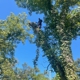 Tree Masters Tree Service