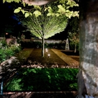 Blingle Premier Lighting of Lexington