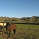 Buena Vista Ranch -Horse boarding - CLOSED