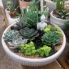 East Austin Succulents gallery