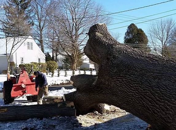 Northeast Tree Services - Stratford, CT