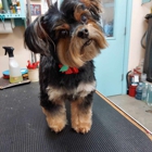Dogs Only Grooming Service