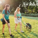 Taking the Lead - Dog Training