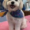 The Fluffy Ruff Dog Spa gallery