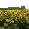 Tecumseh Land Trust gallery