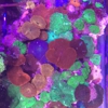 Ellis Aquatics gallery