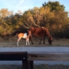 Assateague State Park gallery