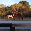 Assateague State Park - Parks