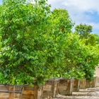Moon Valley Nurseries