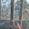 All About Tree Service gallery