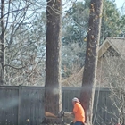 All About Tree Service