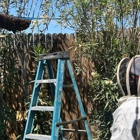 Busy Bee Pest Solutions