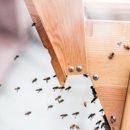 Insight Pest Solutions - Toledo - Pest Control Services