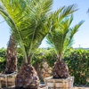 Moon Valley Nurseries gallery