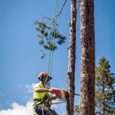 Osprey Arbor Works - Tree Service