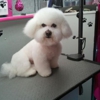 Golden Paws Pet Grooming gallery