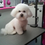 Golden Paws Pet Grooming