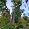 4 Seasons Tree Service gallery