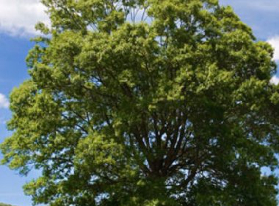 Stapleton Tree & Landscape Svc - East Northport, NY