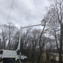 M&M Tree Service - Tree Service