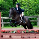 City View Equestrian, LLC - Horse Training