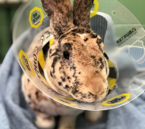 Arbor View Animal Hospital - Valparaiso, IN. His second cone they replaced