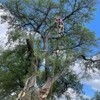 Burleson Tree Care gallery