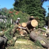 Schneider Tree Care - Charlotte gallery