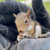 Critter Control of West Texas gallery