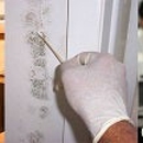 MoldExpert.com - Mold Remediation