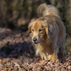 Outdoor Pet Photography