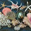 Naples Sea Shell Company - Collectibles