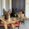 The Elite K9 gallery